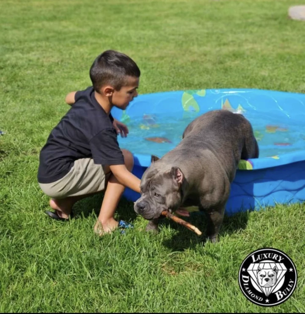 Élevage de chiens American Bully